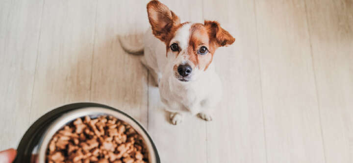 buffo themeneinstieg trockenfutter 1600x740px